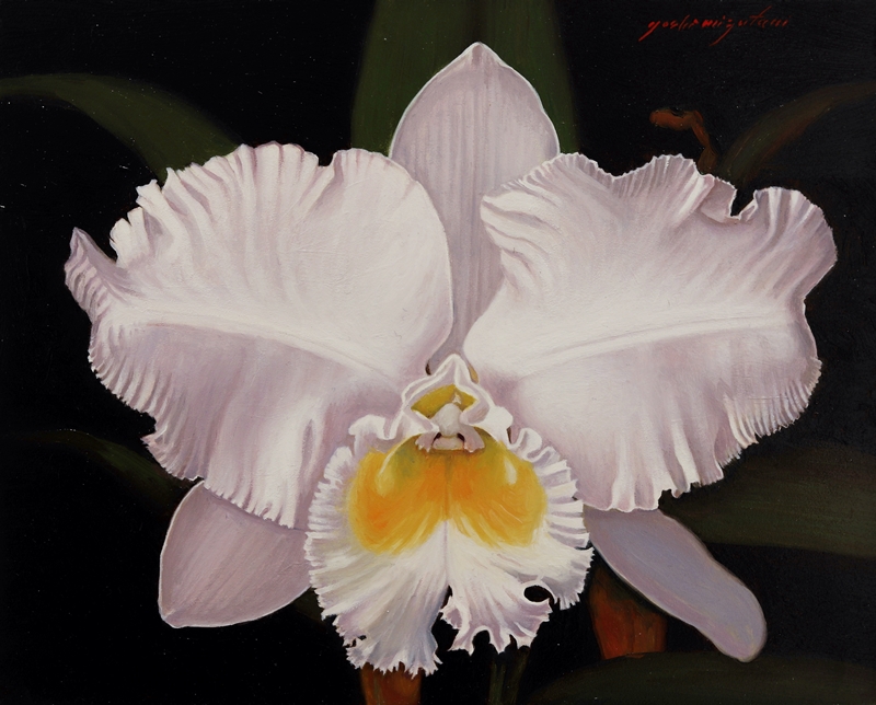 White Cattleya Orchid 1 by Yoshi Mizutani
