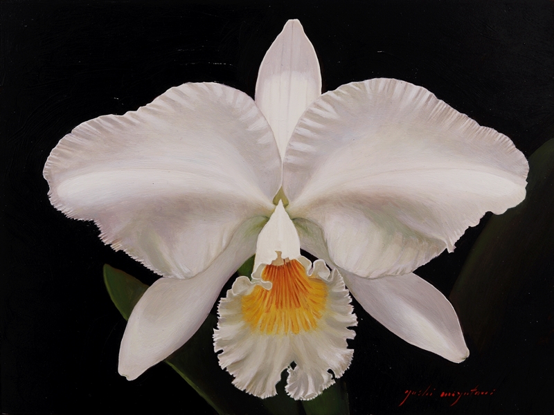 White Cattleya Orchid 2 by Yoshi Mizutani