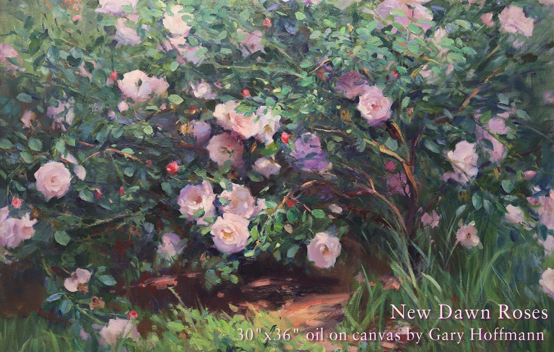 New Dawn Roses Gary Hoffmann